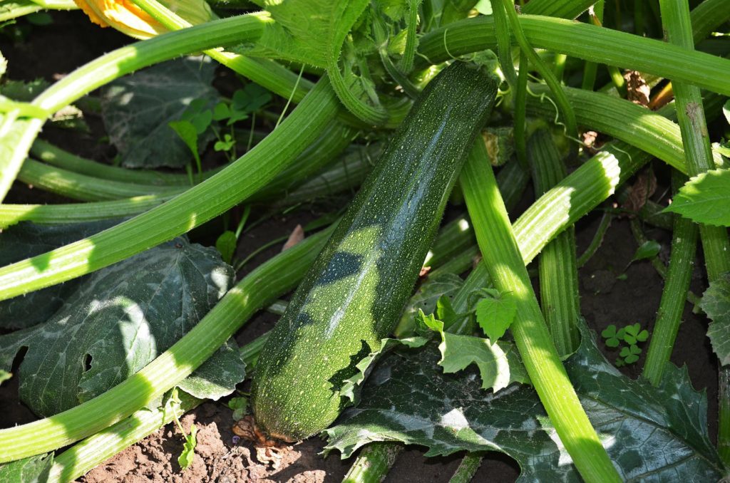 Courgette du jardin
